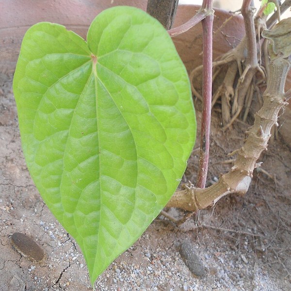 Betel Leaf (Pan)